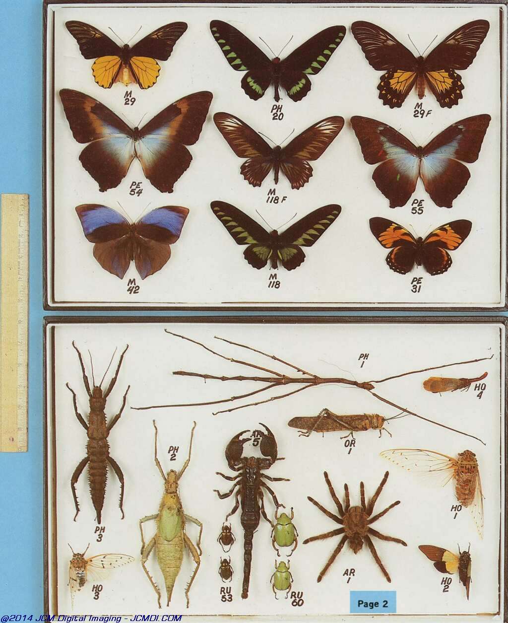 The Butterfly Company (NY) 6 Page catalog (1982)